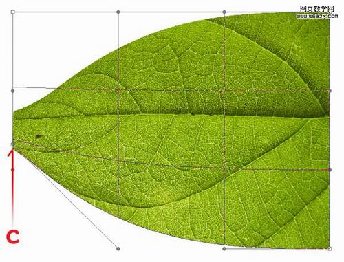 Photoshop绘制漂亮的3D质感叶子