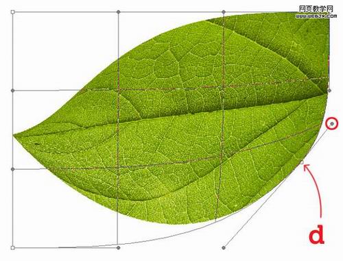 Photoshop绘制漂亮的3D质感叶子